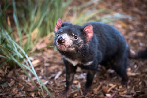 タスマニアンデビル(c)Rob　Burnett